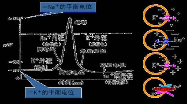 生物电产生的前提条件是什么