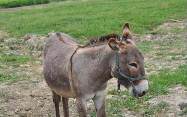 馿和骡交配生下的是什么