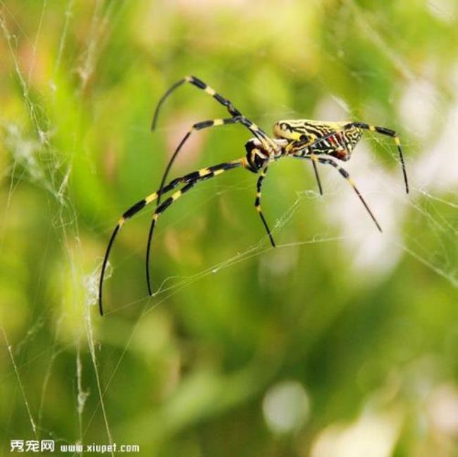 蜘蛛本不会飞翔但它能凌空结网