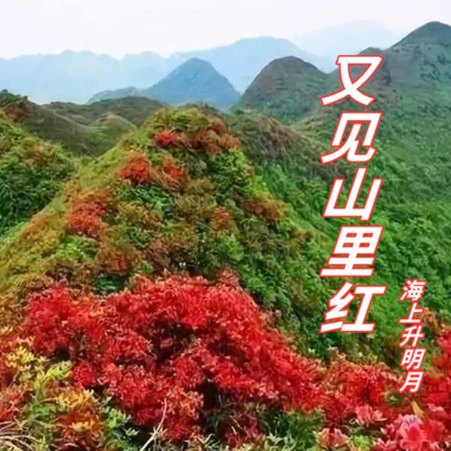 又见山里红原唱寓意