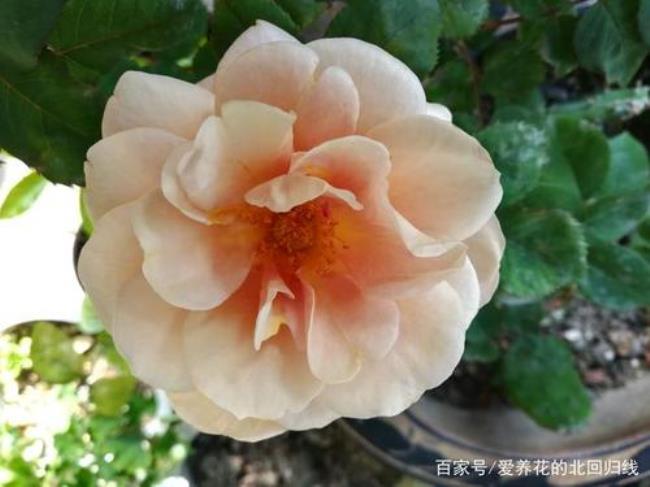 遥远的鼓声月季花优缺点