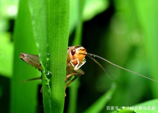 什么地方的蟋蟀好