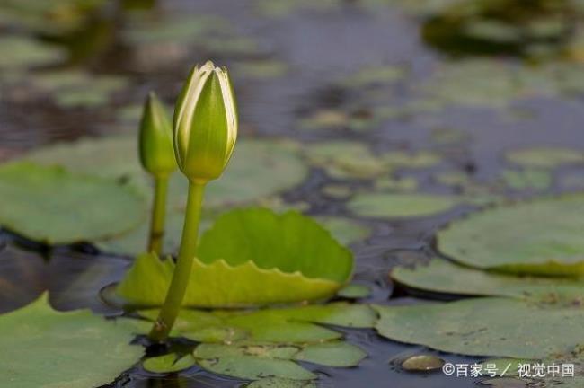 执着心强什么意思