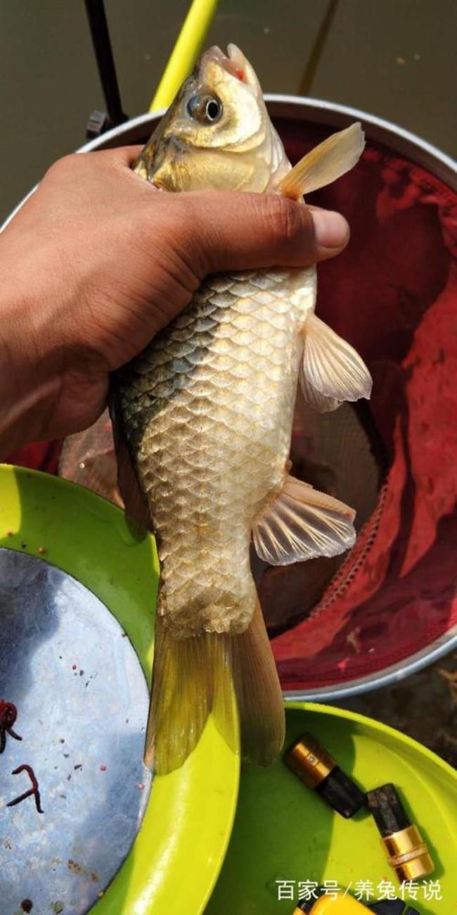 冬季野钓鲤鱼打窝多少量