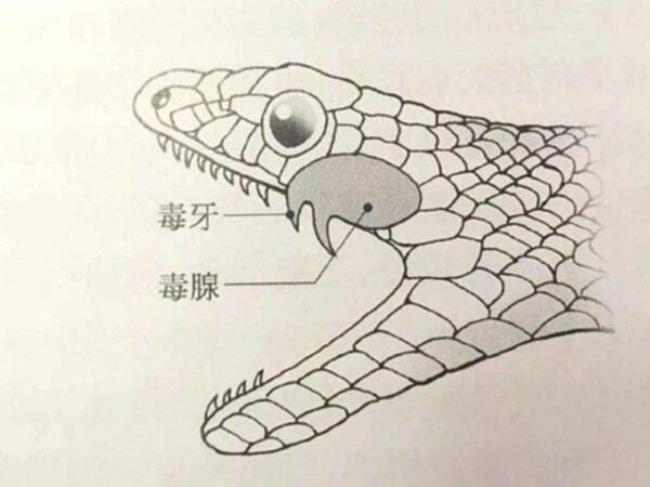 眼镜蛇会主动攻击人么