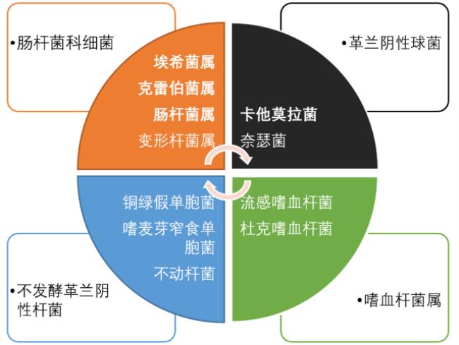 利奥西呱和维利西呱的区别