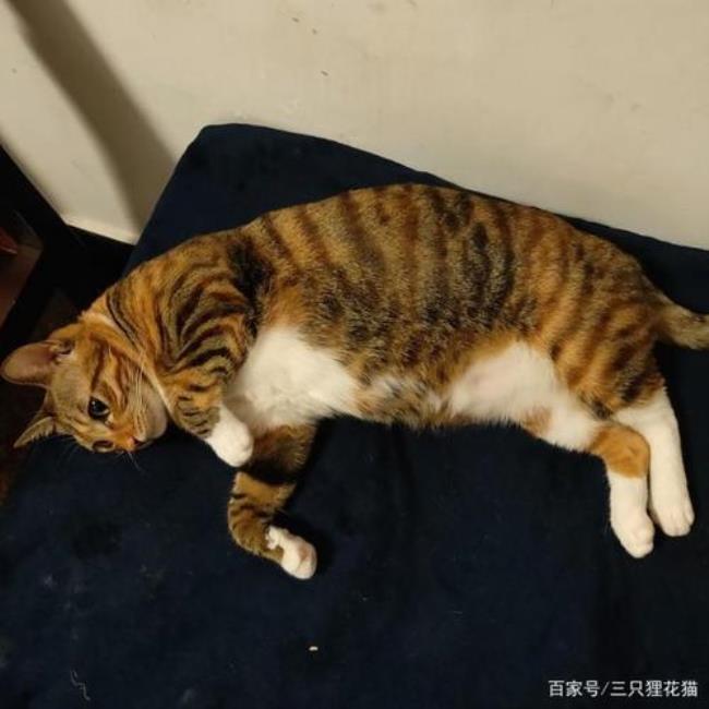 两只狸花猫打架会打伤嘛