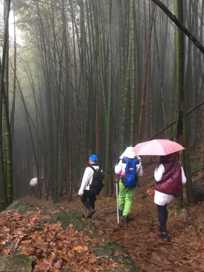 山顶竹林缺水用什么办法储藏水