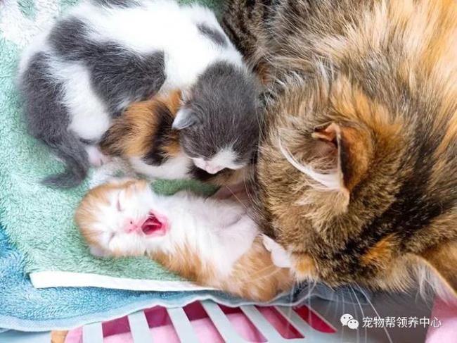 猫在外面生孩子会带回家吗