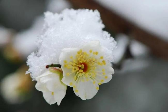 霜侵秋叶落雪映冬梅红的意思