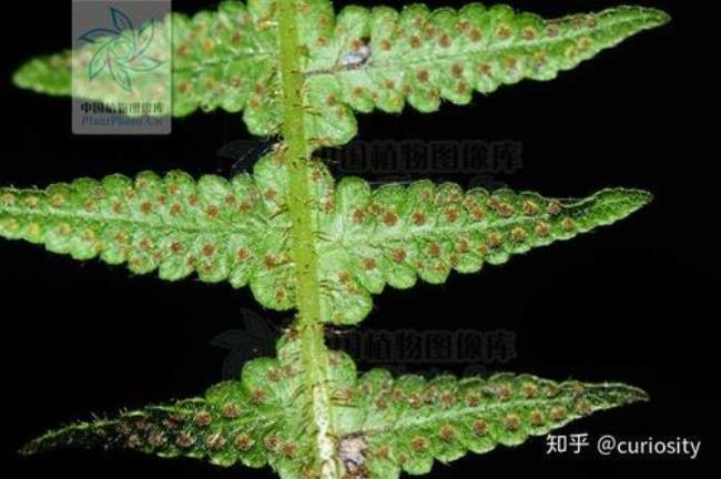 蕨类植物有什么组织