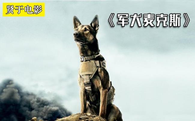 军犬麦克斯是什么狗