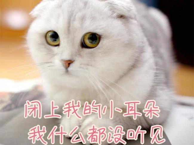 那只学说话的软件猫叫什么猫