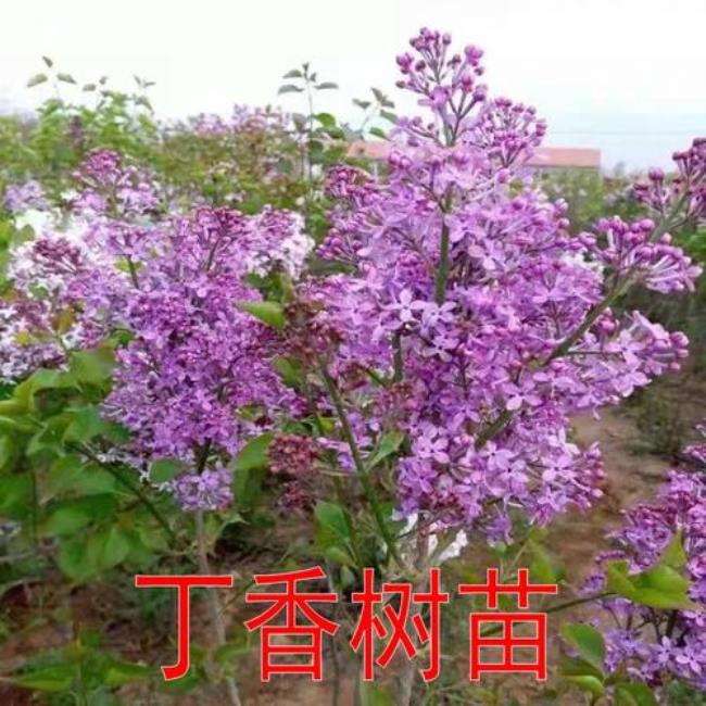 丁香是从丁香花哪里取出来的