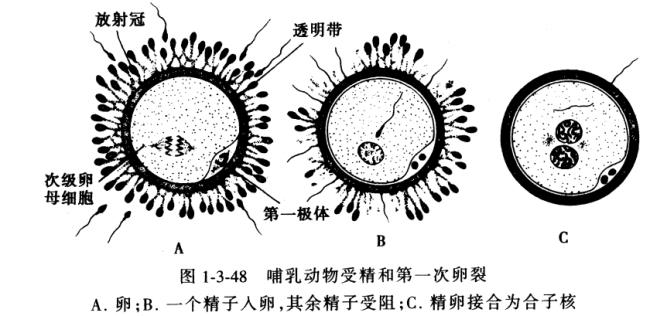 动物的生理过程有哪些