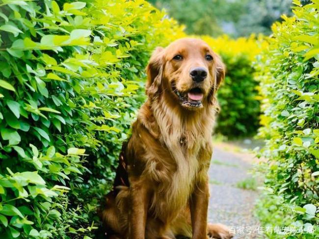 金毛犬取什么名字好听