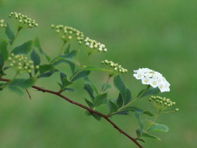 菱叶绣线菊花芽几月分化