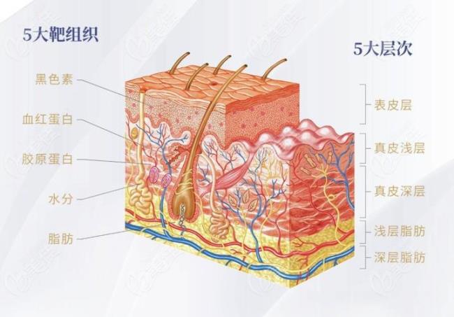 皮肤五大层分别是什么