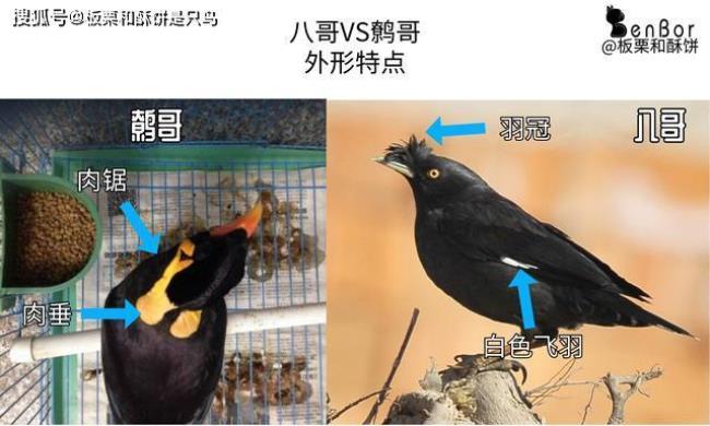 鹩哥和八哥哪个容易讲话