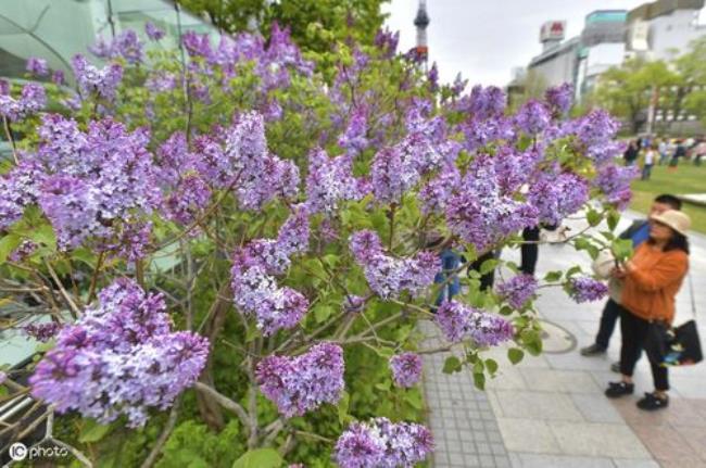 丁香花冬天掉叶子怎么办