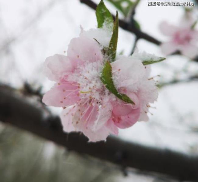 三月桃花倒春寒全诗