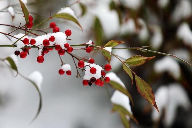 雪中红哪年拍的