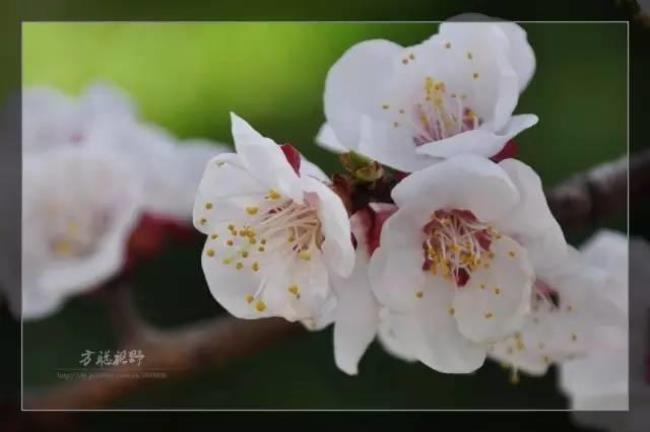 一堤杨柳绿千树杏花红全诗