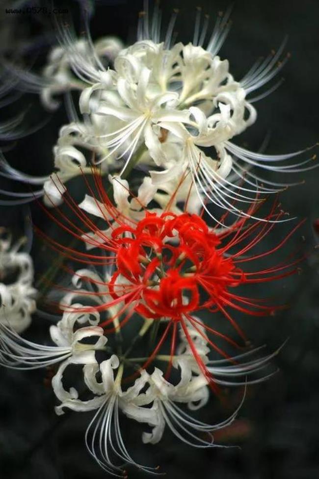 花落成仙一千年意思