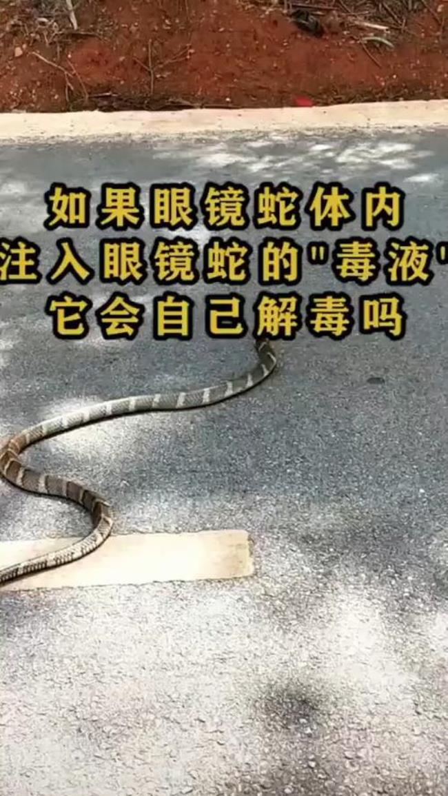 眼镜蛇死后毒液能存活多久