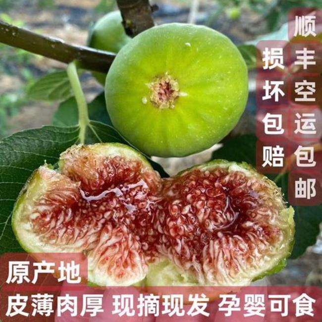 威海文登无花果哪里最多