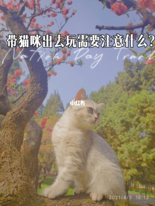 猫咪为什么总想出去玩