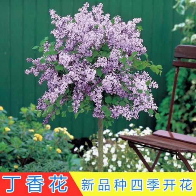 丁香花可以长成老桩吗