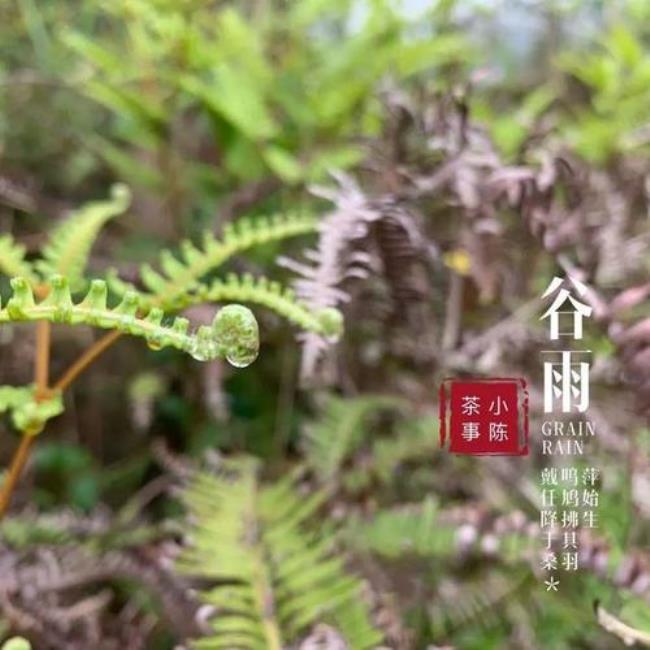 人逢谷雨母亲形象赏析