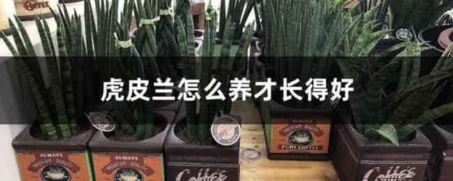 为什么虎皮兰长蜘蛛网