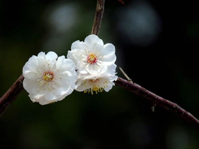 白梅玉蝶梅花香吗