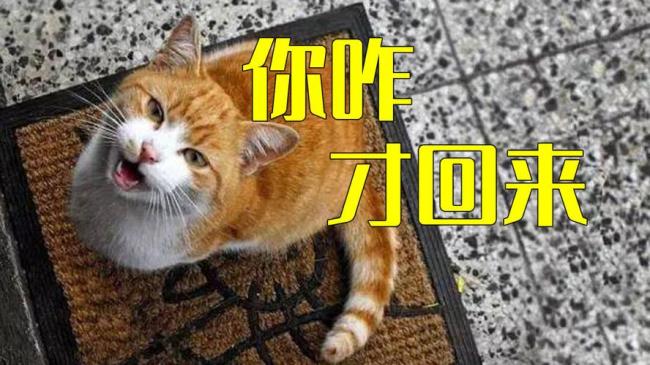 猫会不会自己回家