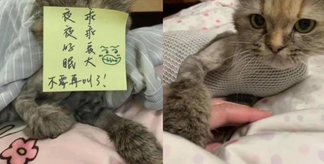 两只猫繁殖全过程