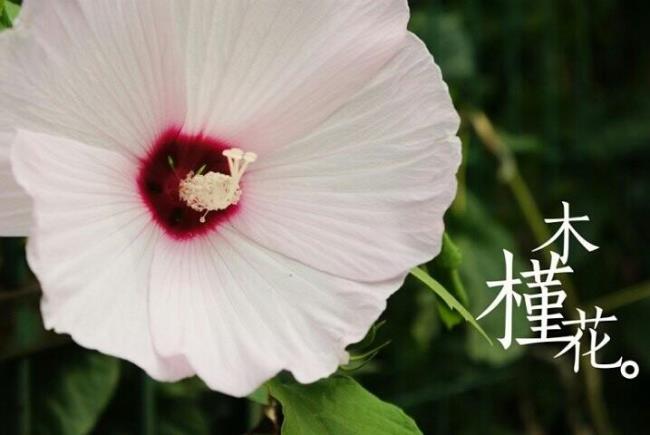 花语敢爱敢恨的是什么花