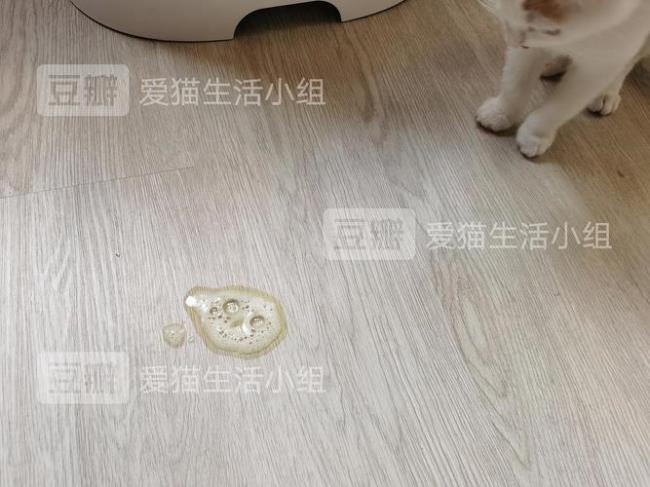 猫咪吃泡沫是因为什么