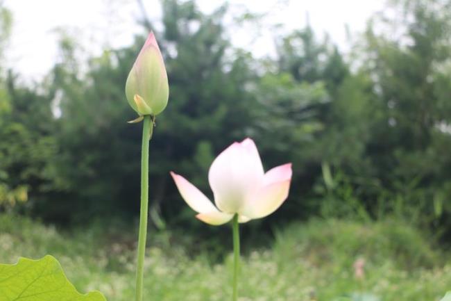 花开两朵各表一枝现代意思