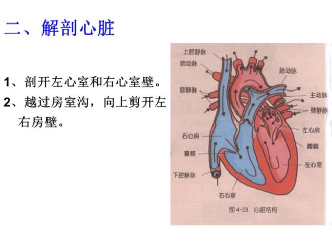 一只猪有几个心脏