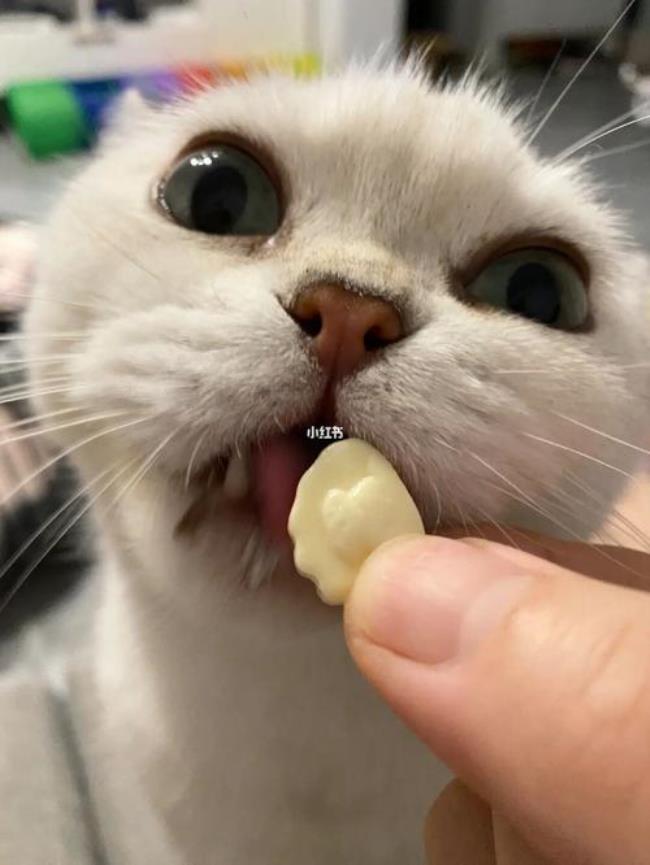 猫咪可以吃奶片吗