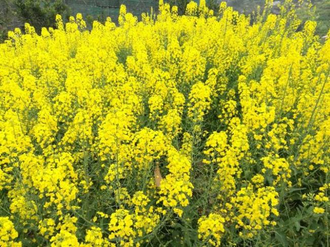 油菜开花的季节还有什么开花