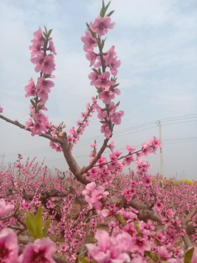 三月桃花心中开时代特征