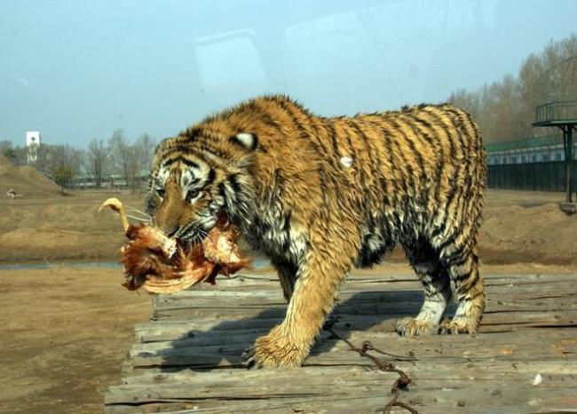 猛虎捕食啥意思