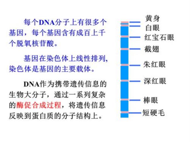 生物体产生配子在什么时候