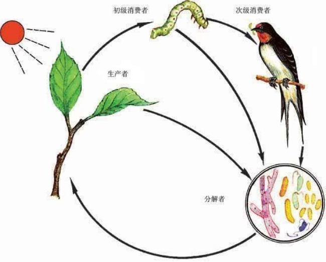 人与动物的食物链