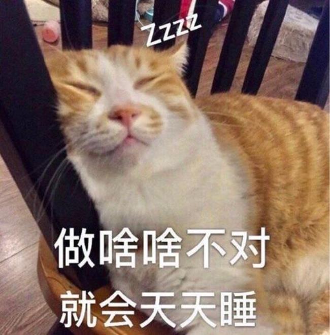 不让猫咪干啥偏干啥怎么办