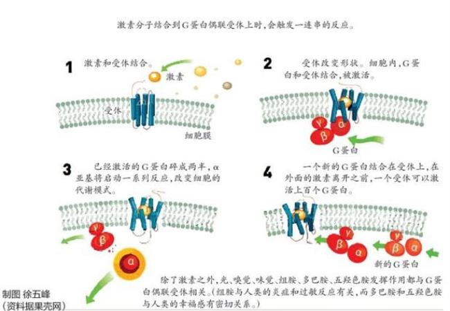 受体的化学组成与功能