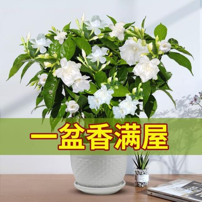 丁香花枝子干了能泡出根吗